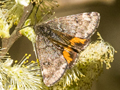 Light Orange Underwing